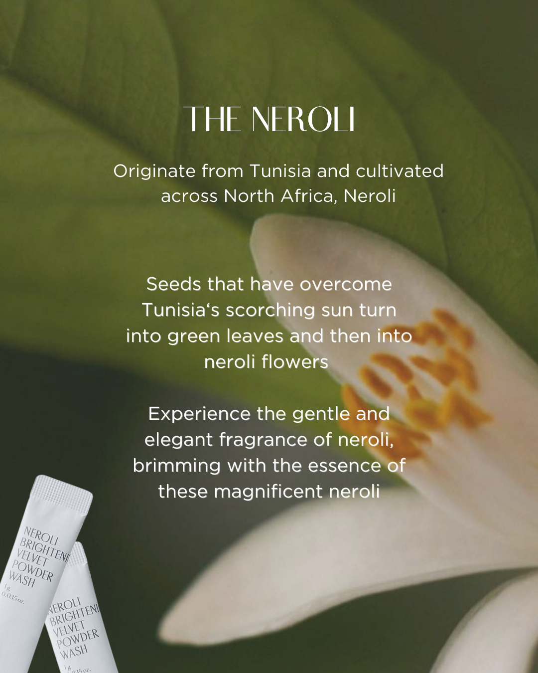 [PROMO] PINKWONDER Neroli Brightening Velvet Powder Wash