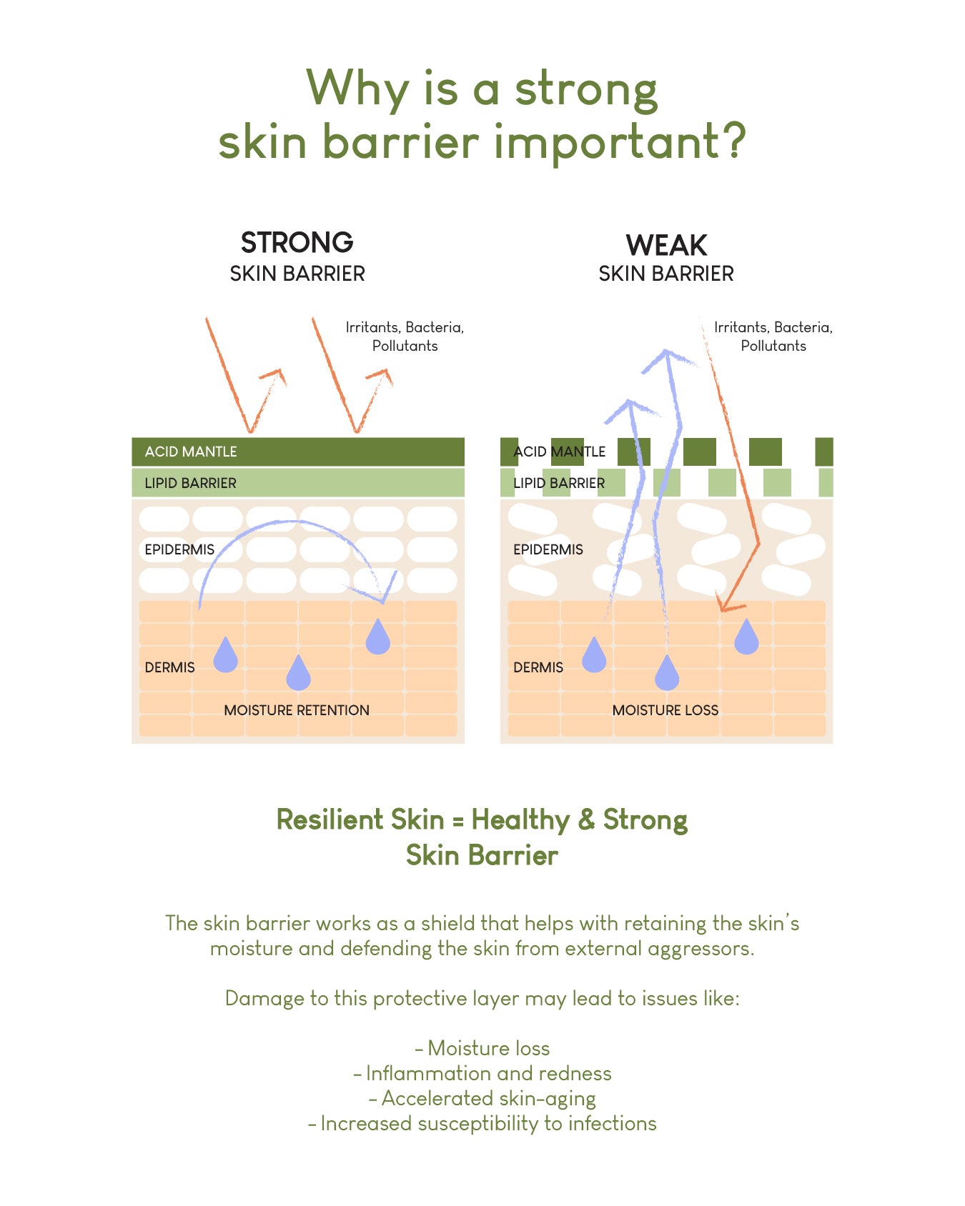 Jung Beauty Hydra-Barrier Toner with Probiotics, Panthenol, and Ginseng