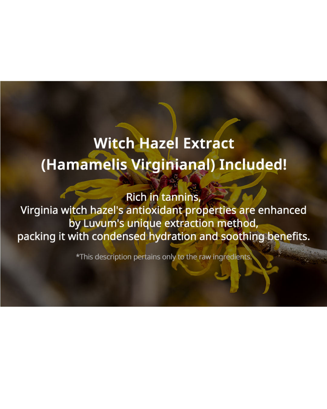 [PROMO] Luvum Witch Hazel Toner Pad